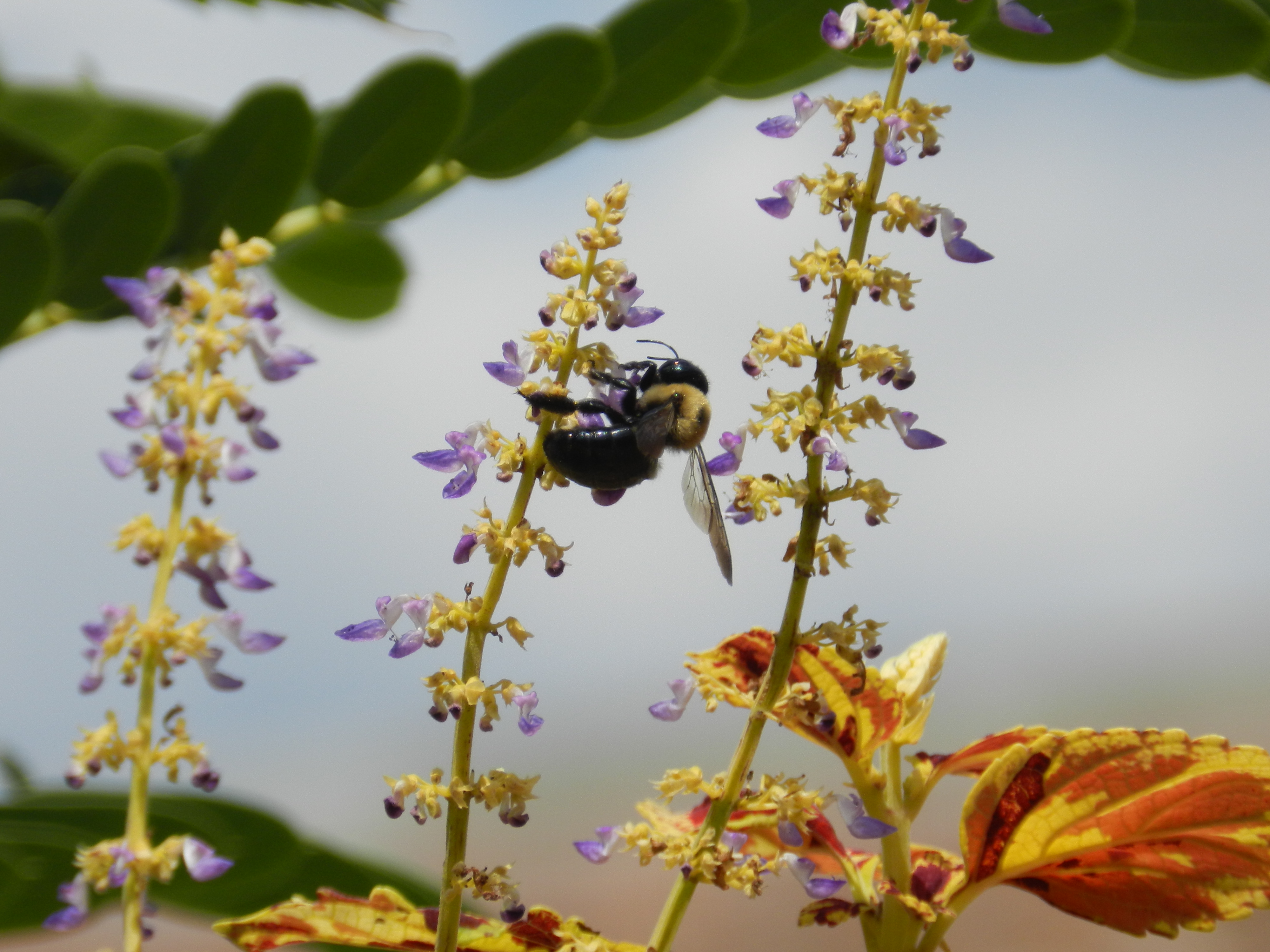 bee in ohio