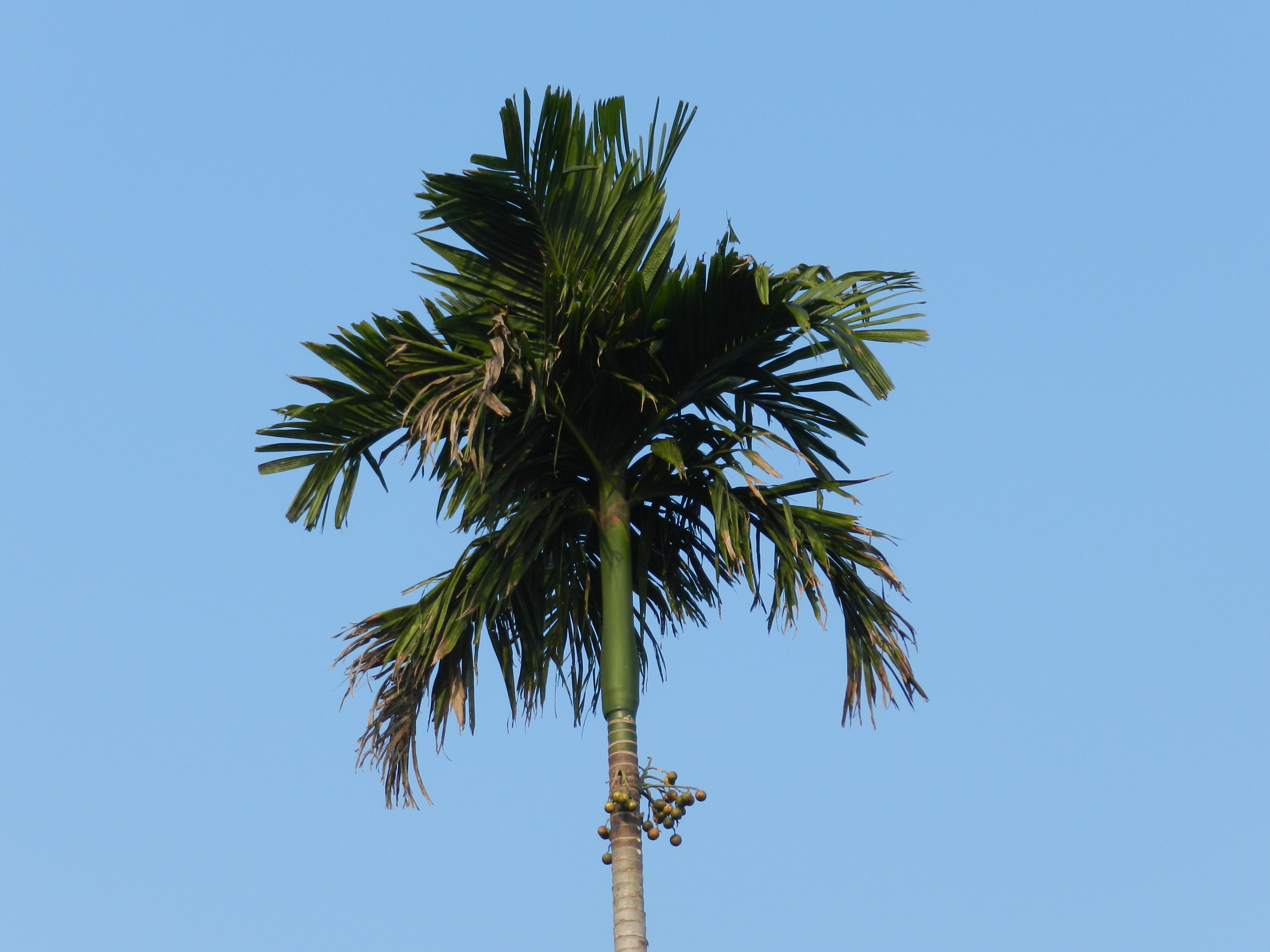 coconut tree in india