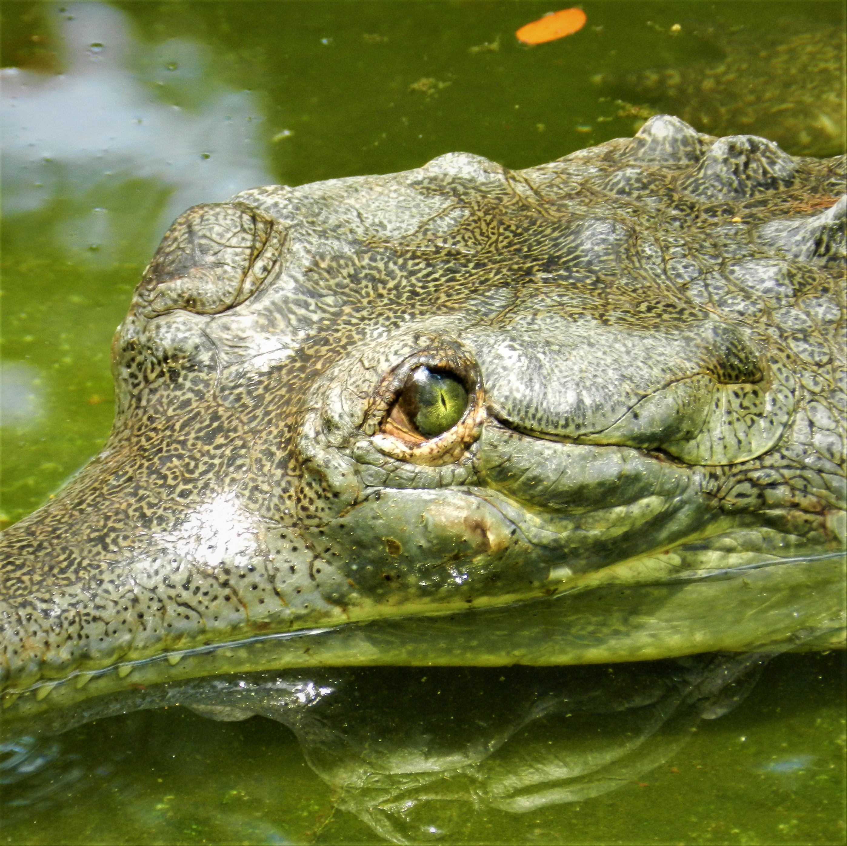 gharial in ohio